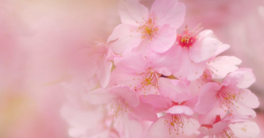 河津桜がいよいよ見頃を迎え、春はもうすぐそこ！　そんな早咲き桜の魅力とは？
