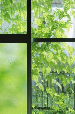 今年の夏はグリーンで爽やかな涼を。グリーンカーテンにおすすめの植物5選
