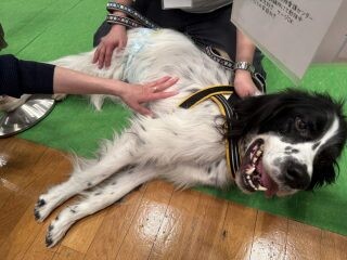 パナソニックが恒例の保護犬猫譲渡会を開催。きっかけは空間除菌脱臭機「ジアイーノ」から