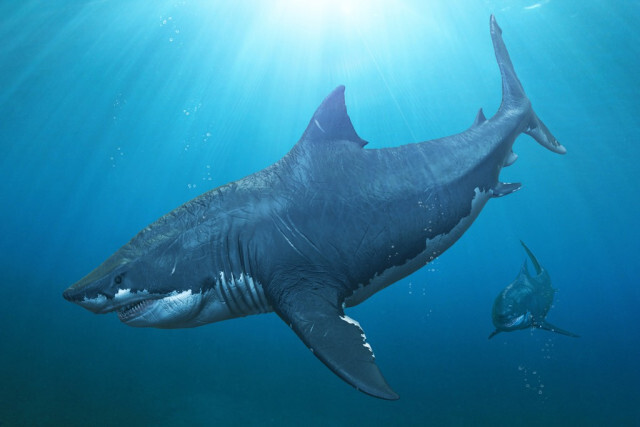 25mプールは47秒。地球上最大のサメ「メガロドン」は泳ぐのが遅かった