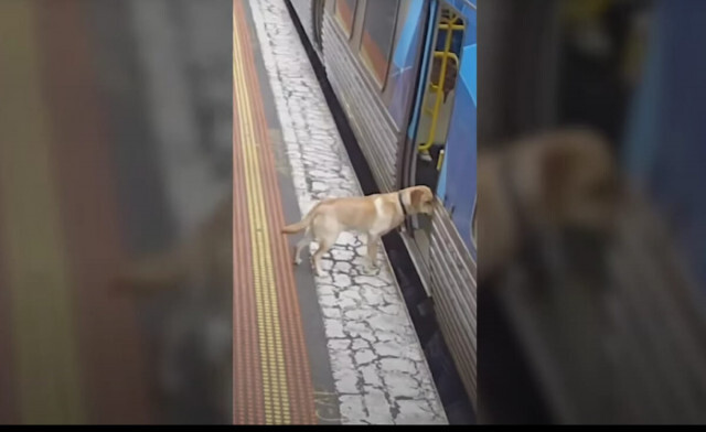 豪の電車で「犬」がまさかの一人旅！ 大冒険の結末は？
