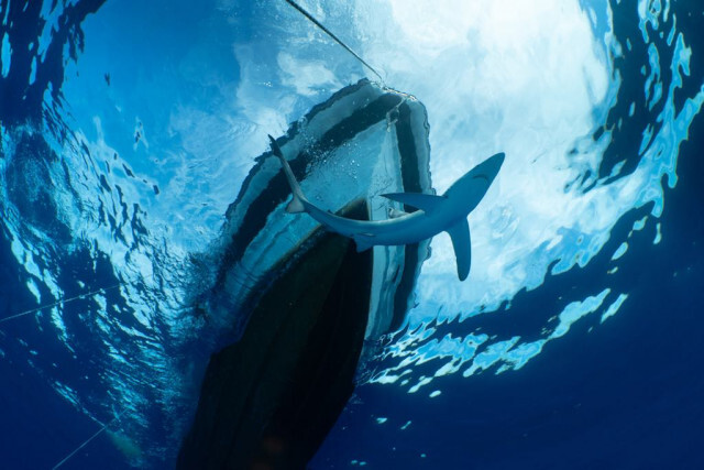 「ユニバーサル・スタジオのライドかよ！」米でサメが船を攻撃して大揺れ