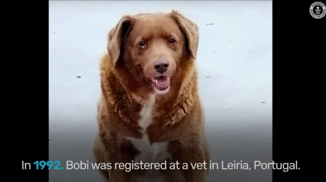 ポルトガルの世界最高齢の犬、31歳で天国へ旅立つ