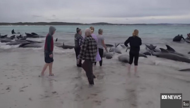 豪の海岸で160頭のクジラが打ち上げられる。地元住民が救出作戦決行