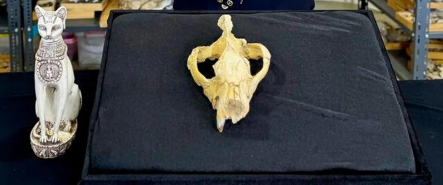 約3000万年前の地層から「ネコ神」が発見されたって？