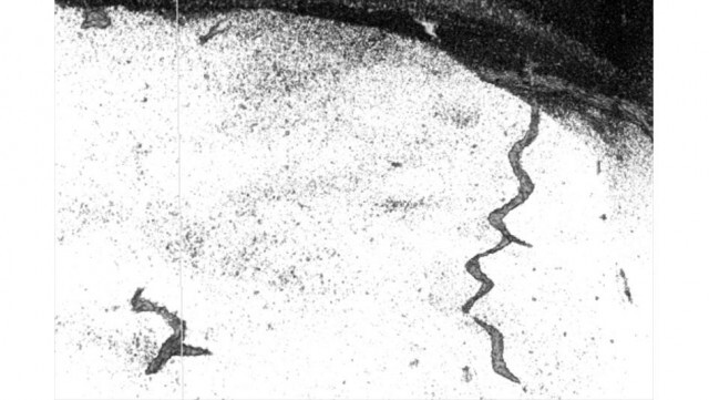超過酷。だけど案外にぎやか。海底には多様な生物が住んでいる