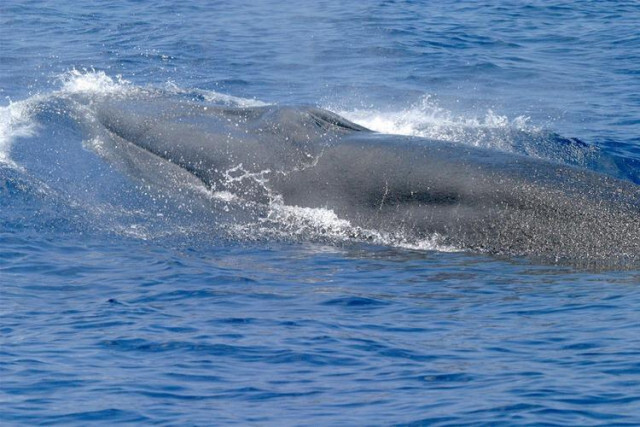 絶滅危惧種よりも石油利権を保護。トランプ政権でクジラが絶滅の危機に