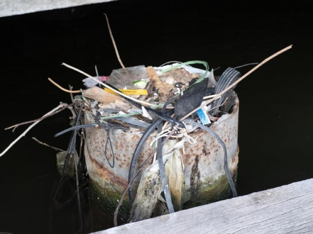 新しい地質時代を切り開くプラスチック。その証拠は…鳥の巣？