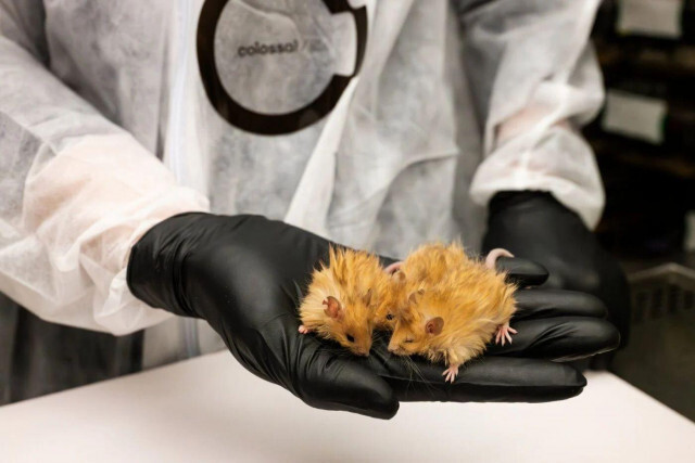 もふもふマウス、遺伝子編集で誕生。目指すはマンモスの復活