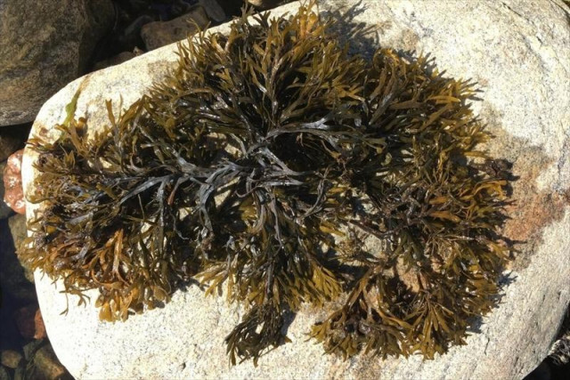 気づいたら生まれてた、全長500kmの「巨大クローン海藻」。“クローン故の弱点”を科学者たちが問題視