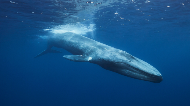 クジラのおしっこって実は超大事。海全体に栄養を運んでた