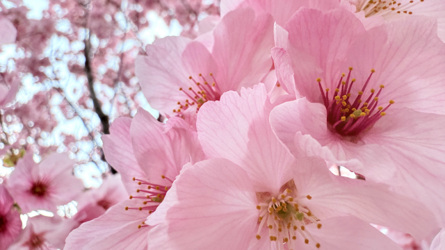 iPhoneの新機能「フォトグラフスタイル」、桜を撮るためにありました