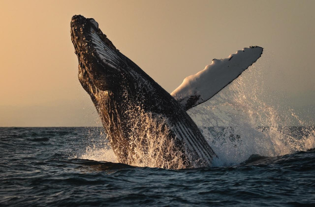 クジラが歌わなくなった。その原因は異常な「海洋熱波」
