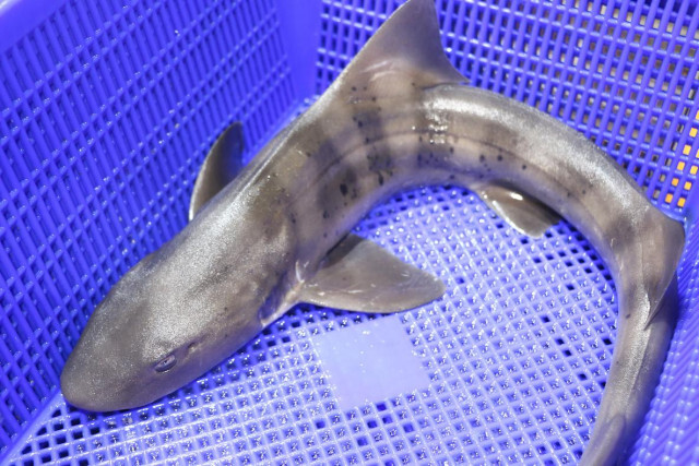 サメ、長い沈黙を破る。世界初、サメが出すクリック音を記録