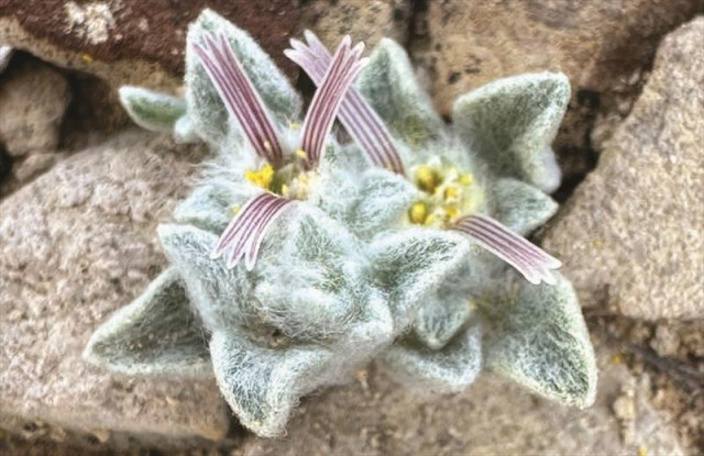 その名も「フワモコな悪魔」。約50年ぶりにヒマワリの仲間が新発見される