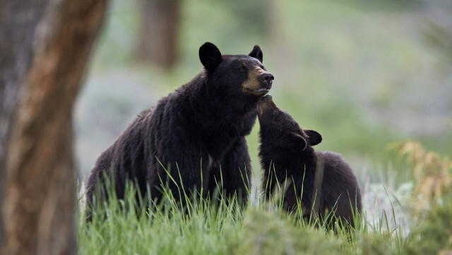 クマと遭遇したときのための備え。「ロボベアー」で練習しておこう
