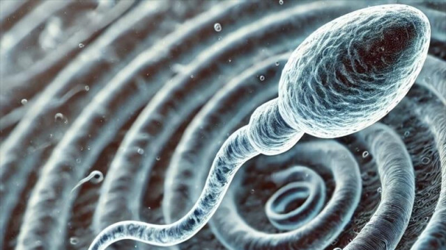 不妊の解消につながるか？ 精子の「らせん」を駆使した動きを解明