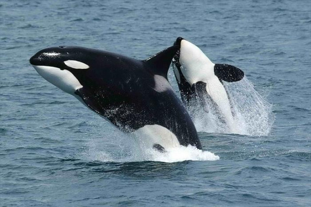 絶滅危惧のピグミーシロナガスクジラ。60頭のシャチに捕食される