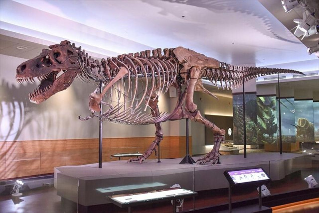 ティラノサウルスは二度絶滅する。“ピカソ化”化石の行く末とは…