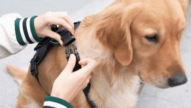 酷暑から愛犬を守ろう。外気より18度も温度を下げる犬用クーラーベスト