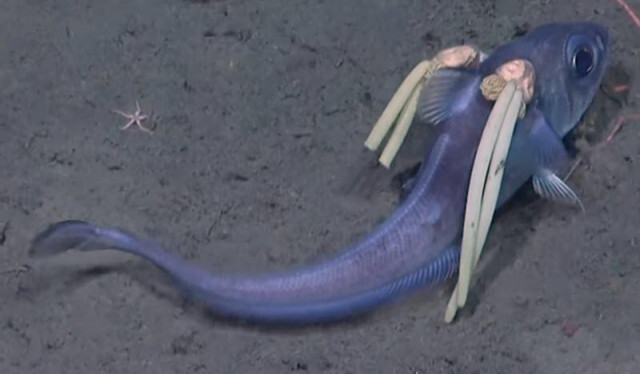 セーラームーンみたいな深海魚が発見される。ツインテールの正体に…ゾッ