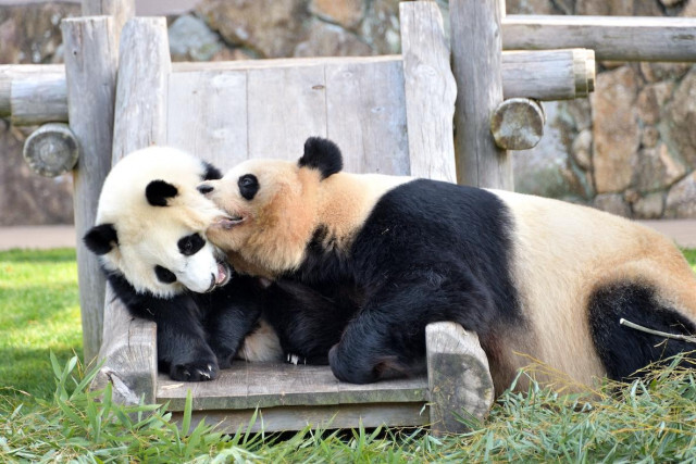 動物園から消える…？ 今のうちに見ておきたい「国内レア動物」まとめ