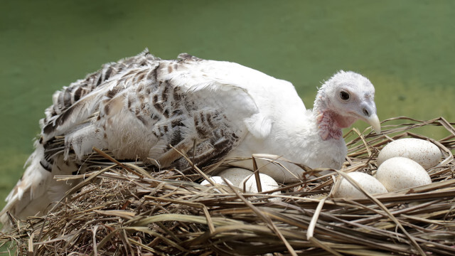ニワトリの卵は食べるのに、なんで七面鳥の卵は食べないの？
