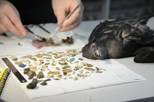 ヒナ鳥のおなかから778個のプラスチック片。プラのこすれあう音が…