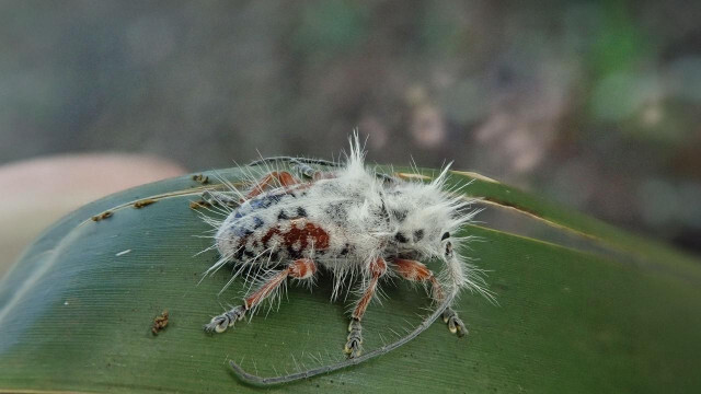 世界で話題になった虫にまつわる3つの不思議