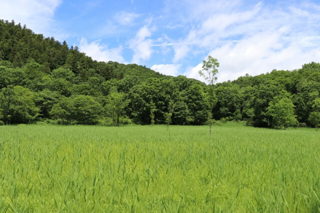岐阜県飛騨市に行ったら体験したいこと。薬草に触れ、池ケ原湿原や種蔵集落を歩く