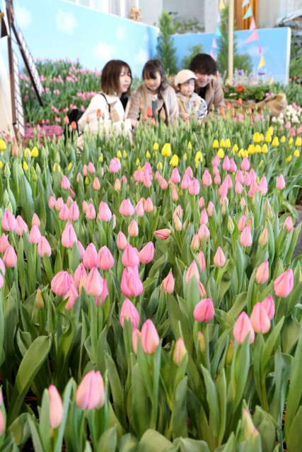 咲いた〜咲いた〜アイスチューリップの花が〜♪色とりどり春先取り、長岡市の国営越後丘陵公園で展示会　2月9日まで
