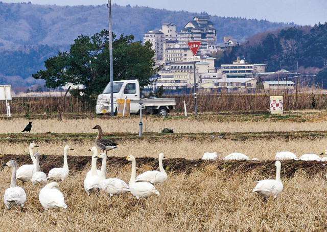 コハクチョウ田鶴浜に戻る　２月初の群れ確認　時国さん５３羽撮影