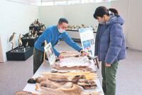 野鳥の剥製 リアル　立山砂防博物館 一般公開、剥製師の長谷川さん（東京）制作