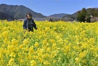 「山内かぶら」黄色の花見頃　福井県若狭町