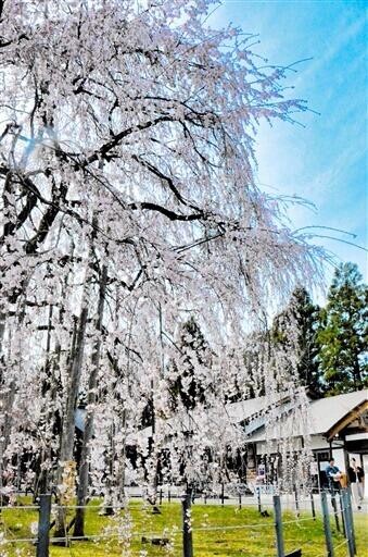 まるで桜の滝　樹齢380年のしだれ桜　福井市の足羽神社
