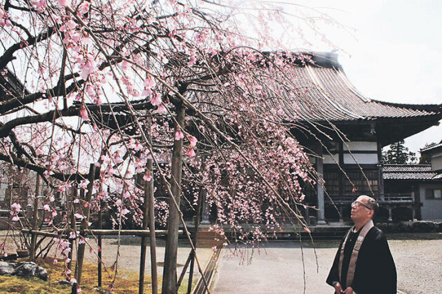 糸桜もうすぐ満開　舟橋の無量寺
