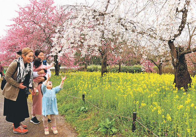 ソメイヨシノ咲き始め　県中央植物園で並木道のライトアップ始まる