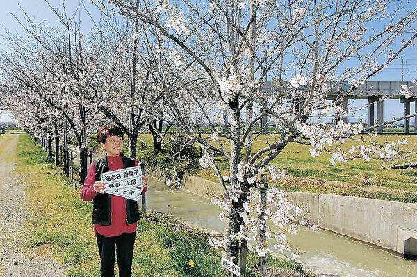 海老名香葉子さんの桜、２０年目の開花