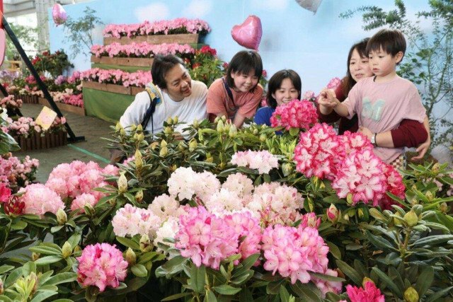「映え」もバッチリ！「花木の女王」にうっとり♡長岡市の越後丘陵公園でシャクナゲ展示、花に囲まれ撮影スポットも