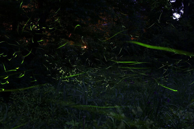 ゲンジとヘイケ、どっちが多い？　長岡市の雪国植物園で「ホタルの夕べ」開催中、幻想的な光景楽しめます♪6月30日まで