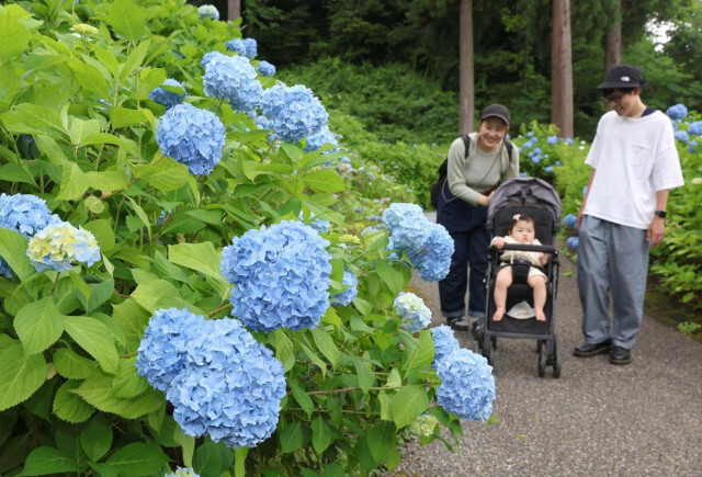 しっとり鮮やか♡長岡市の越後丘陵公園でアジサイ見頃、1万8千株がお出迎え　7月7日まで「あじさいまつり」