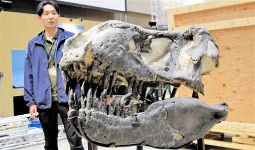 漆黒ティラノ　実物化石展示　勝山・恐竜博で１２日から