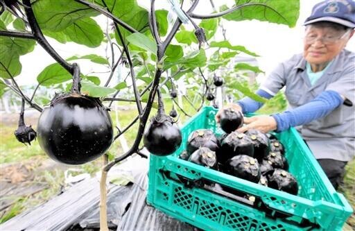 新保ナス　ずっしり　啓蒙地区の伝統野菜　地域住民が収穫