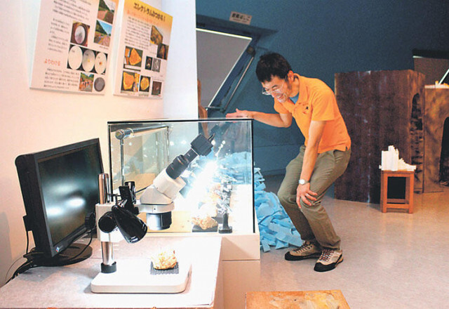 金鉱石展示や坑道体験　魚津埋没林博物館で１９日から「キンキラリ魚津の金山展」