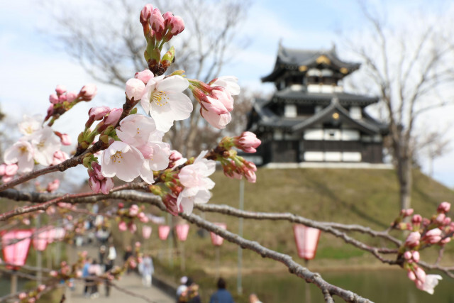 2025年の桜も早くなりそう？上越市の「高田城址公園観桜会」、3月28日開幕が決定