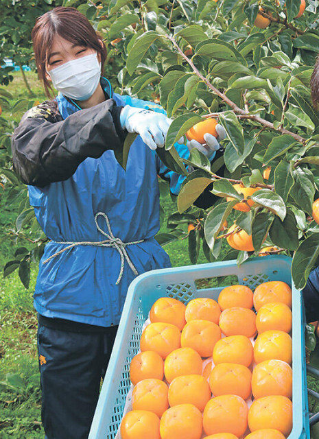 ふく福柿、甘み十分　砺波・栴檀山で収穫始まる