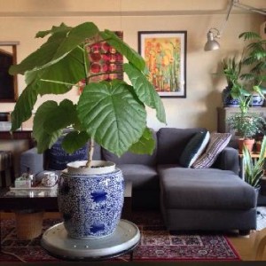 お部屋のシンボルツリーにしたい、ひと鉢で抜群の存在感をもつ観葉植物5選！