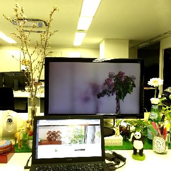 オフィス用観葉植物にはこれがオススメ！