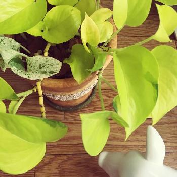 室内で育てやすい観葉植物ランキング!