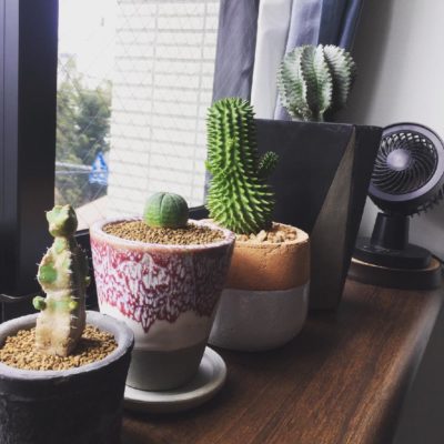リビングに置ける！人気の観葉植物とは！？